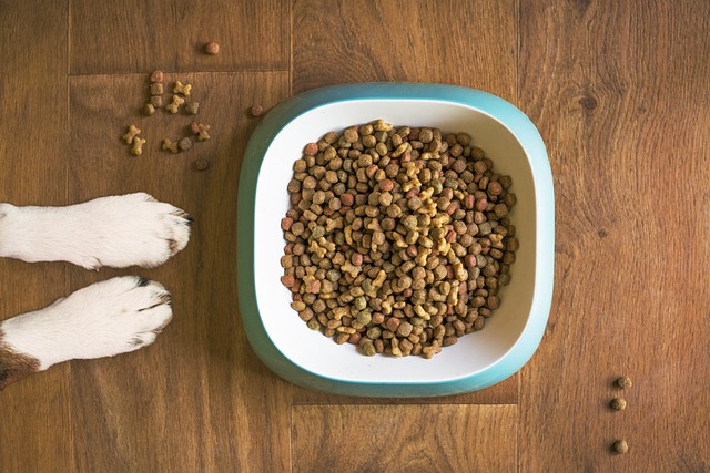 Dog Food Dog Bowl Dog Kibble Dry Dog Food Paws