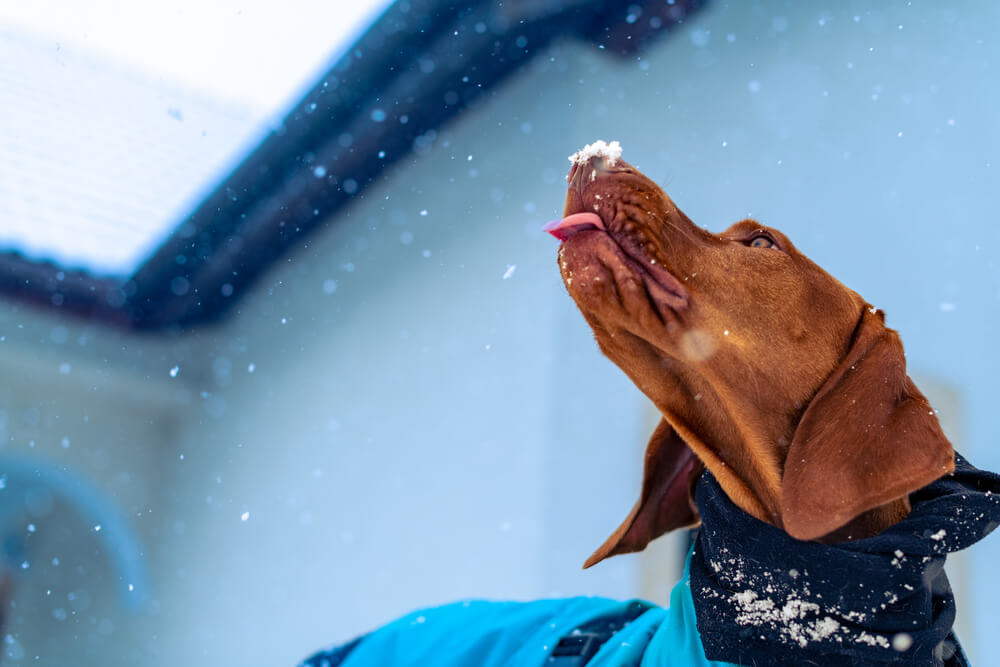 Playful vizsla dog sticking tongue out and eating snow
