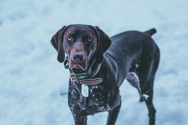Portrait of Brown Dog on Snow
